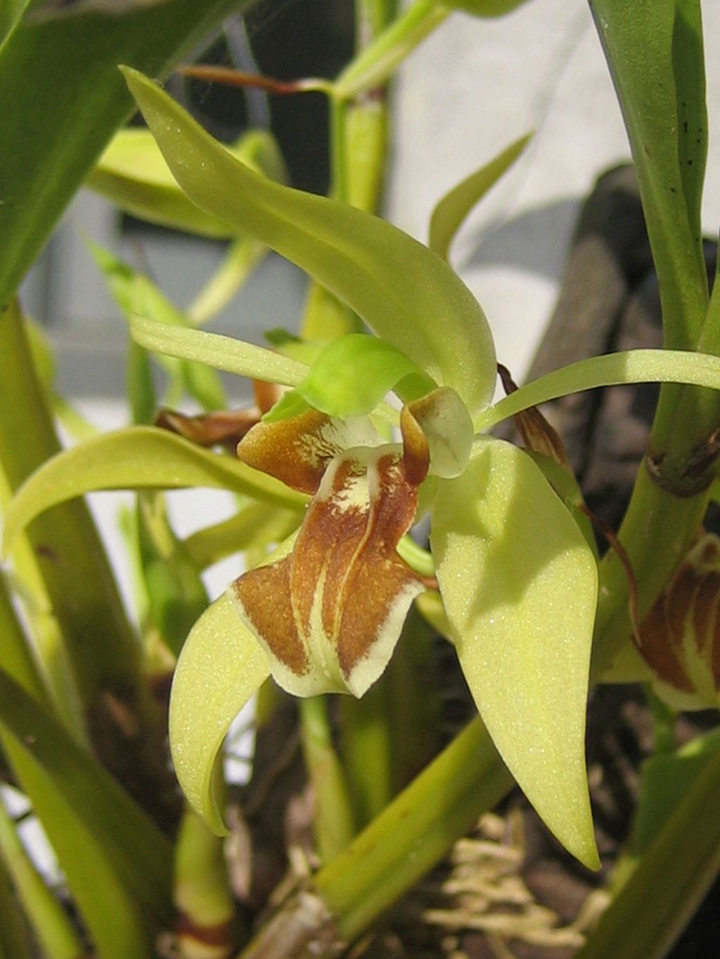Coelogyne schwadtkii – entdeckt von Ekkehard Schwadtke