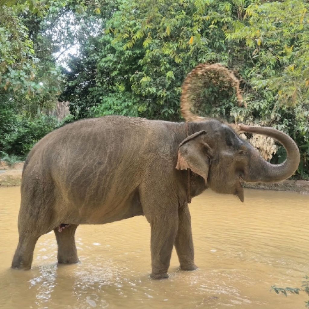 Elefantensanctuary Khao Lak – Elefanten frei und glücklich im zertifizierten Camp