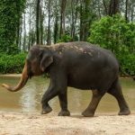 Ethisches Elefantencamp Khao Lak – Elefant im zertifizierten Sanctuary