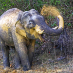 Ethisches Elefantencamp Khao Lak – Elefant im zertifizierten Sanctuary