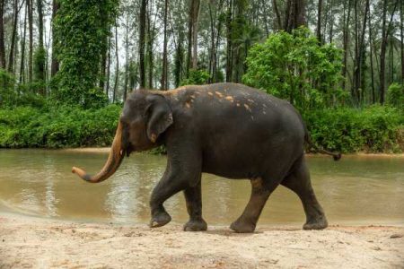Ethisches Elefantencamp Khao Lak – Elefant im zertifizierten Sanctuary