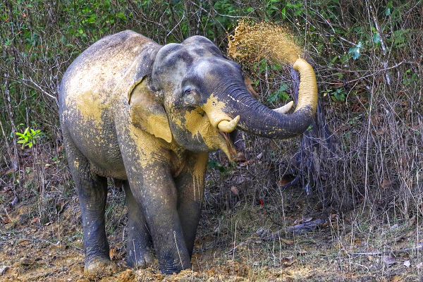 Ethisches Elefantencamp Khao Lak – Elefant im zertifizierten Sanctuary