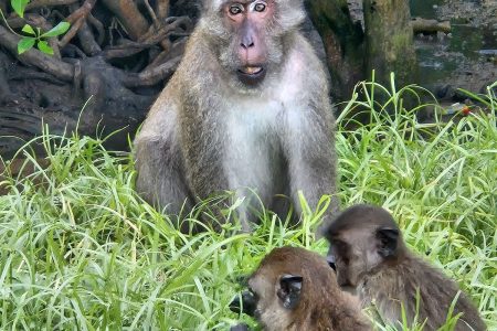 Langschwanzmakaken in den Mangroven von Tab Lamu bei Khao Lak