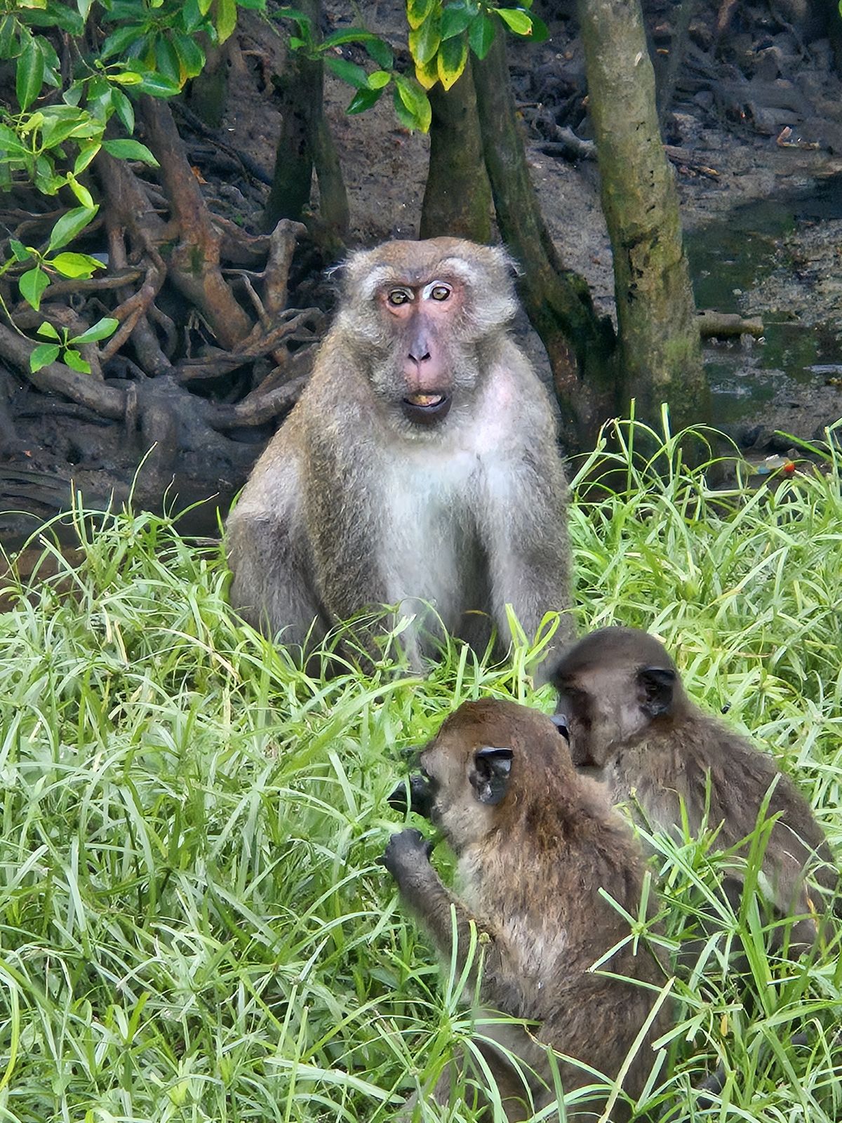 Langschwanzmakaken in den Mangroven von Tab Lamu bei Khao Lak